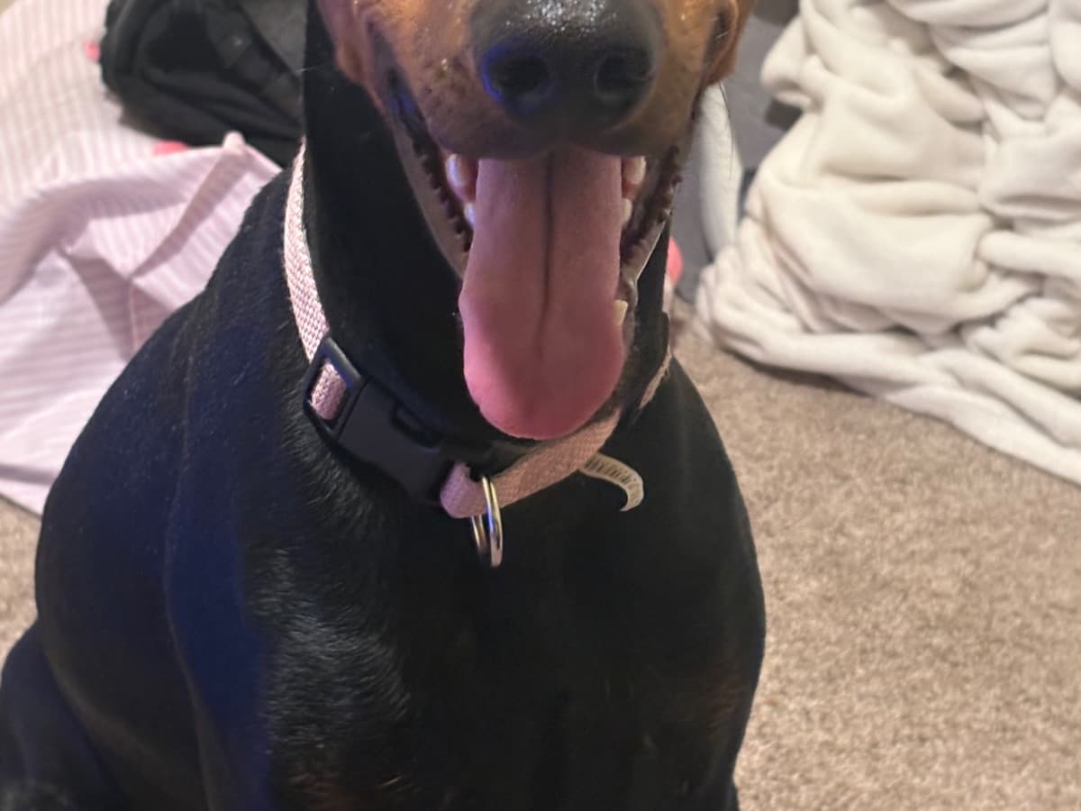 Doberman 2 years old female medium named bella for breeding in Denver, Colorado | Petmeetly