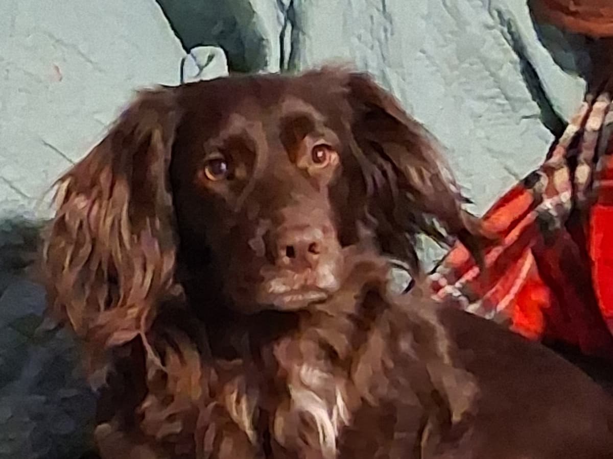 Cocker Spaniel 5 years old female medium named EL for breeding in Medford, Oregon | Petmeetly
