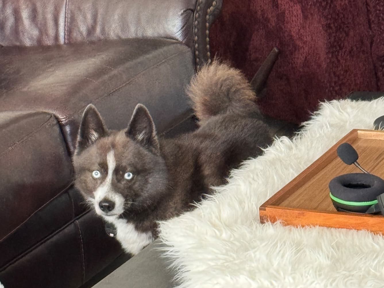 Pomsky 7 years old male small named Jax for breeding in Denton, Texas | Petmeetly