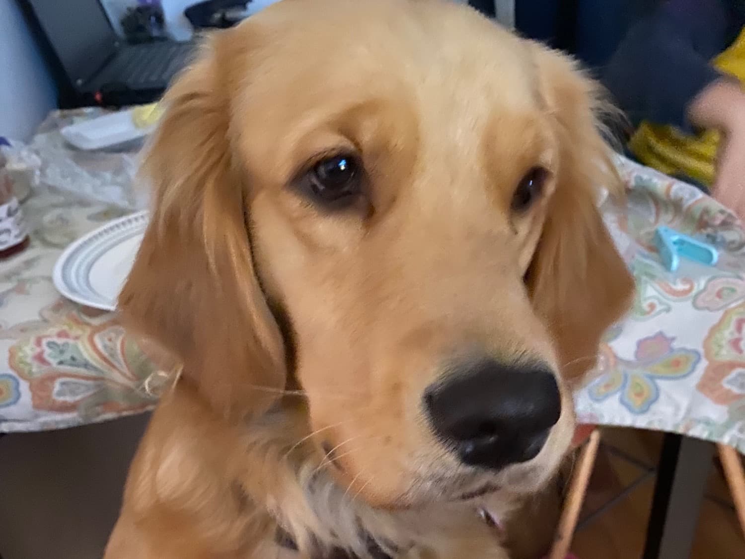 Golden Retriever 6 years 9 months old female large named Moana for breeding in Cape Coral, Florida | Petmeetly