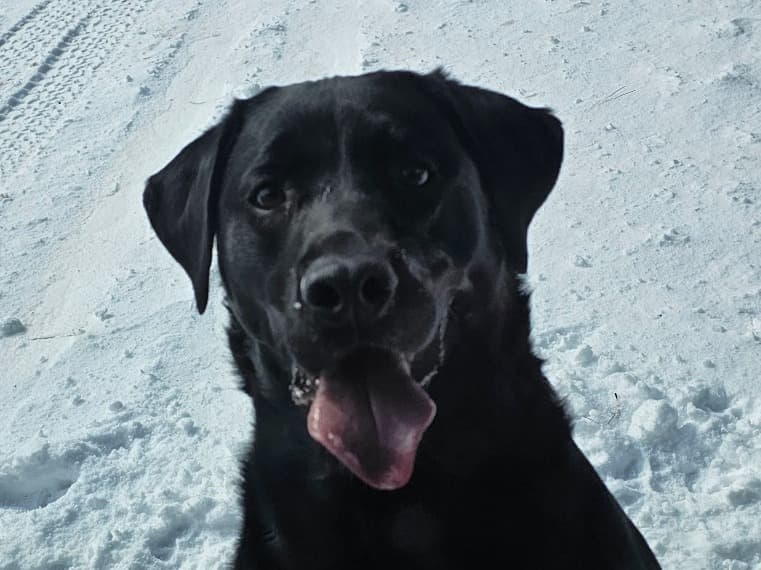 Labrador Retriever 4 years old male large named Scout for breeding in Phoenix, Arizona | Petmeetly
