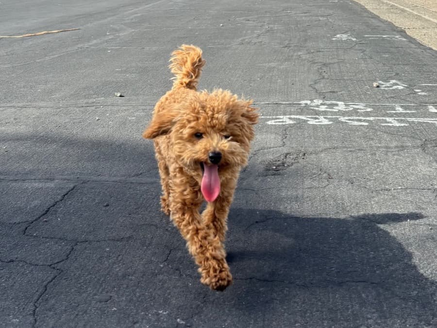 Toy Poodle 1 year old male small named muenco for breeding in Smyrna, Tennessee | Petmeetly