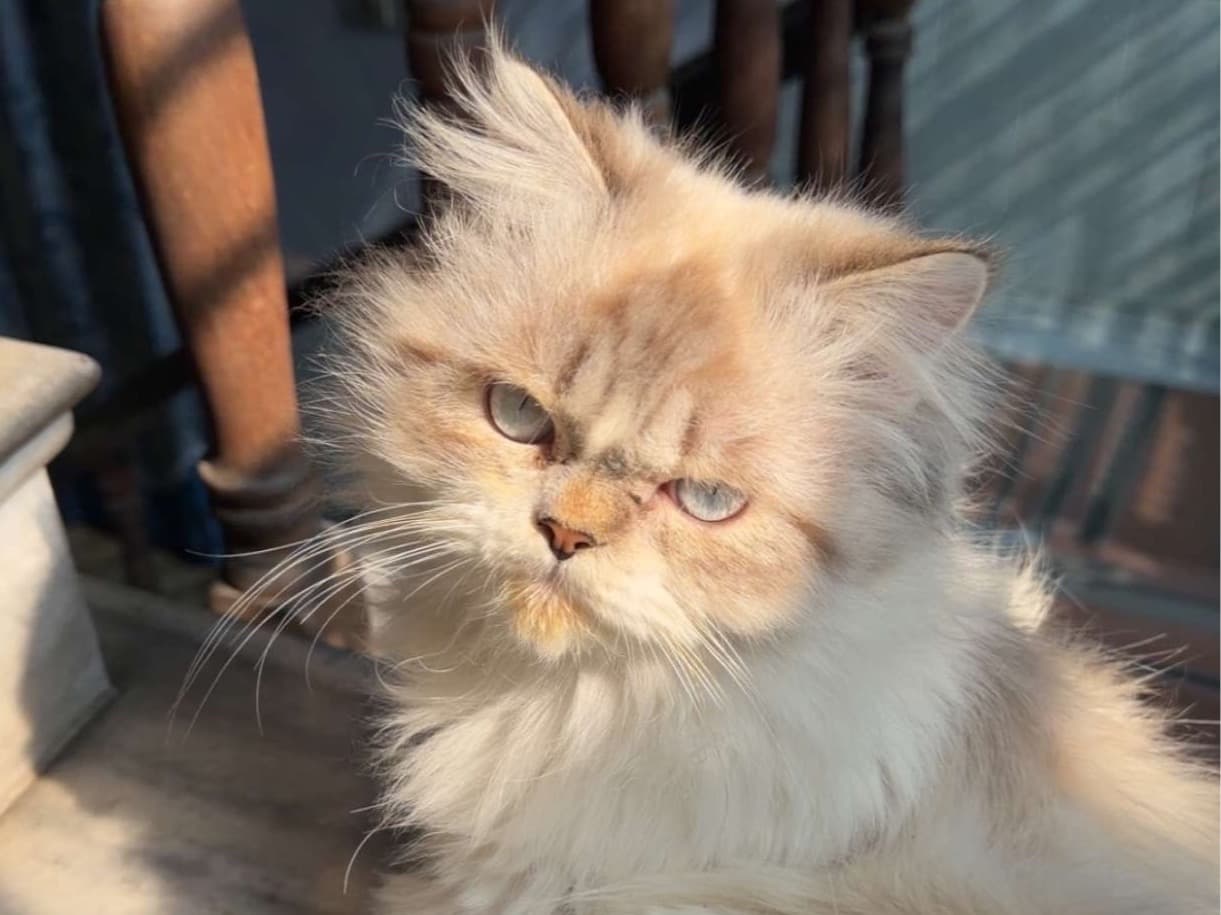 Ragdoll 1 year old male named Neo for breeding in South Dumdum, West Bengal | Petmeetly