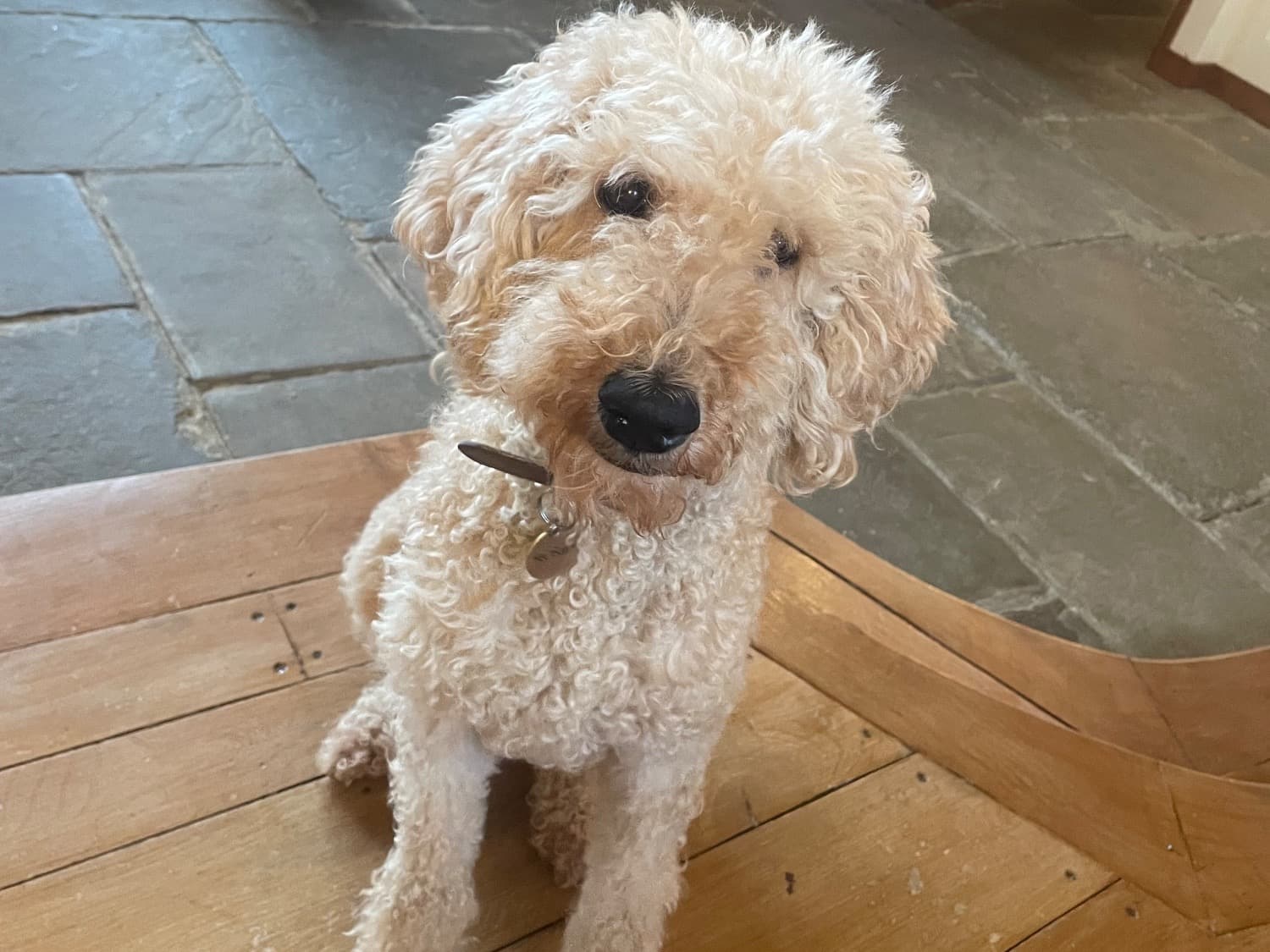 Goldendoodle 7 years old female large named Rosie for breeding in Bosham, England | Petmeetly