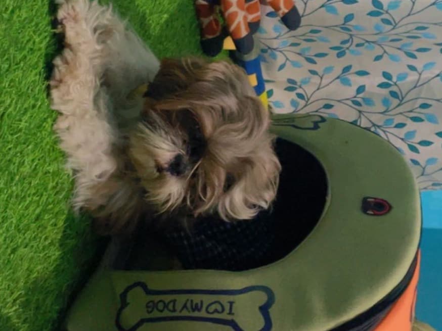 Shih Tzu 4 years old male small named Gucci for breeding in Bengaluru, Karnataka | Petmeetly