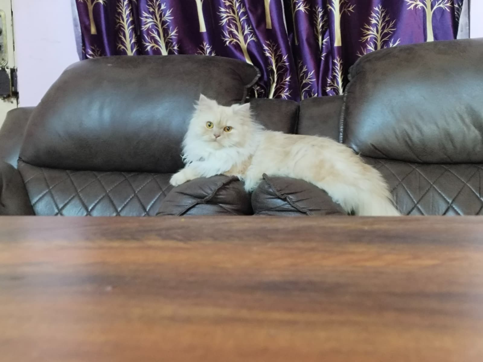 Persian 1 year 6 months old female named zippy for breeding in Bengaluru, Karnataka | Petmeetly