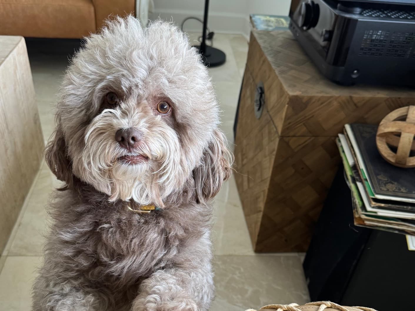 Labradoodle 4 years old male medium named Milo for breeding in Doral, Florida | Petmeetly