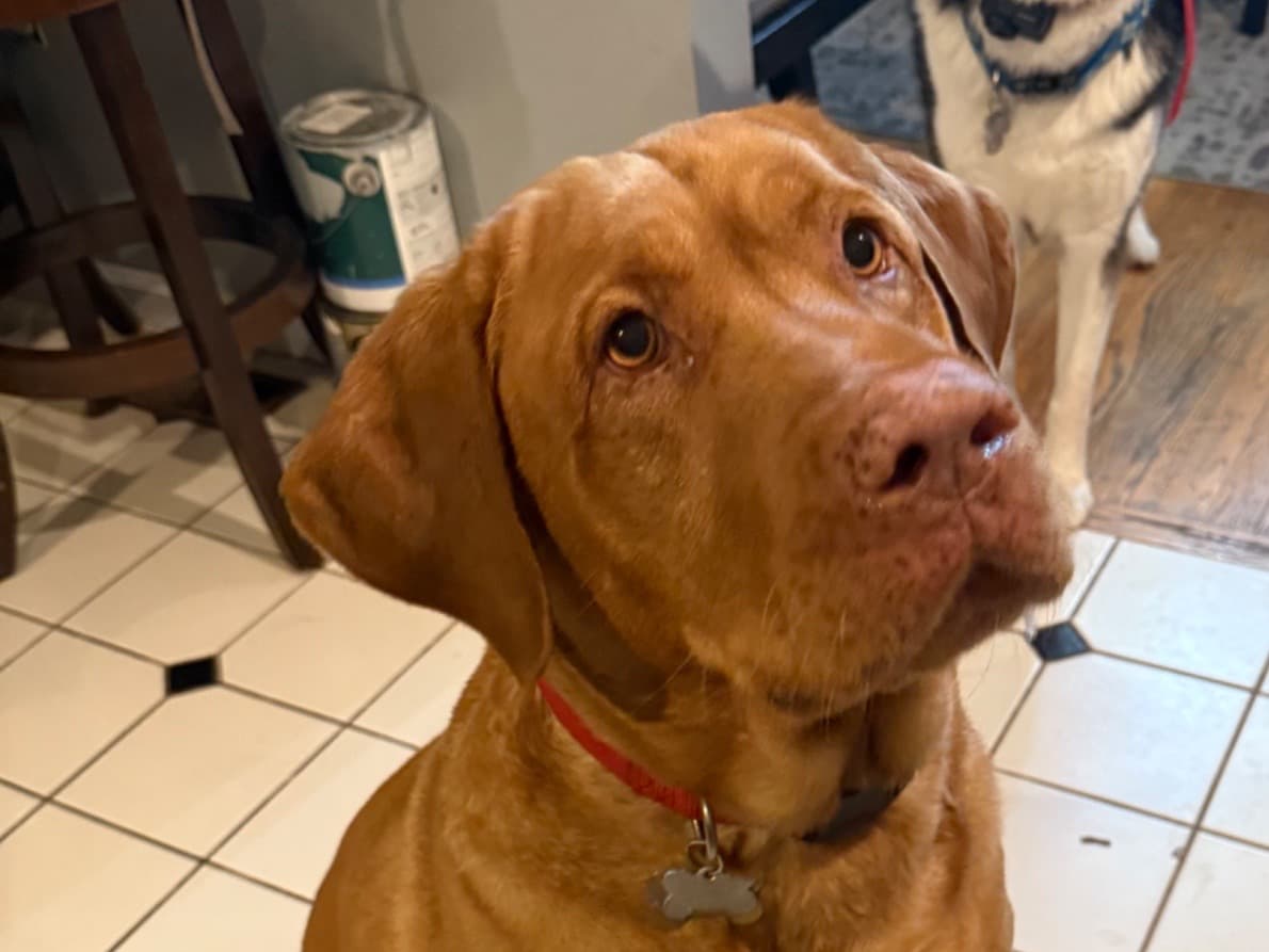 Labrador Retriever 8 years old male large named Toby for breeding in Brodheadsville, Pennsylvania | Petmeetly