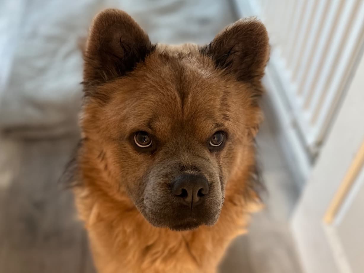 Chow Chow 1 year 10 months old male medium named Wolfie for breeding in Dudley, England | Petmeetly