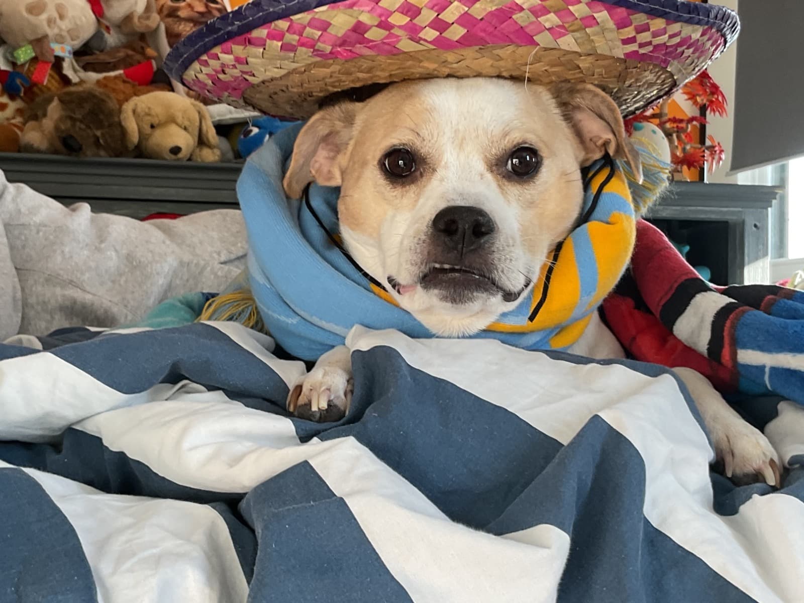 Pit Bull Terrier 6 years 5 months old female small named aspen for breeding in Lansdale, Pennsylvania | Petmeetly