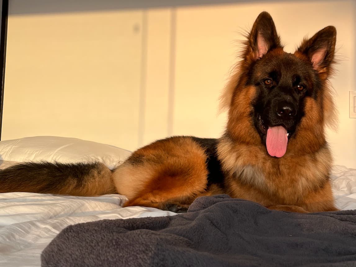 German Shepherd 5 years old female large named Kira for breeding in Katy, Texas | Petmeetly