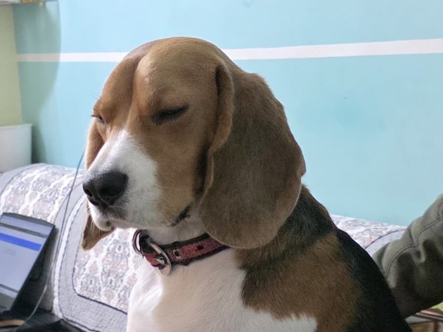 Beagle 3 years old male medium named Jacky for breeding in Moga, Punjab | Petmeetly