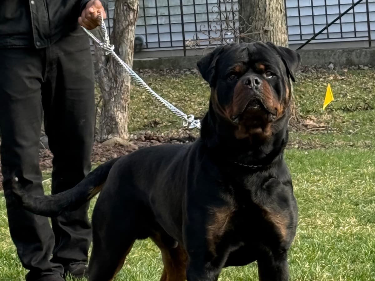 Rottweiler 3 years 5 months old male large named Samson for breeding in Crete, Illinois | Petmeetly