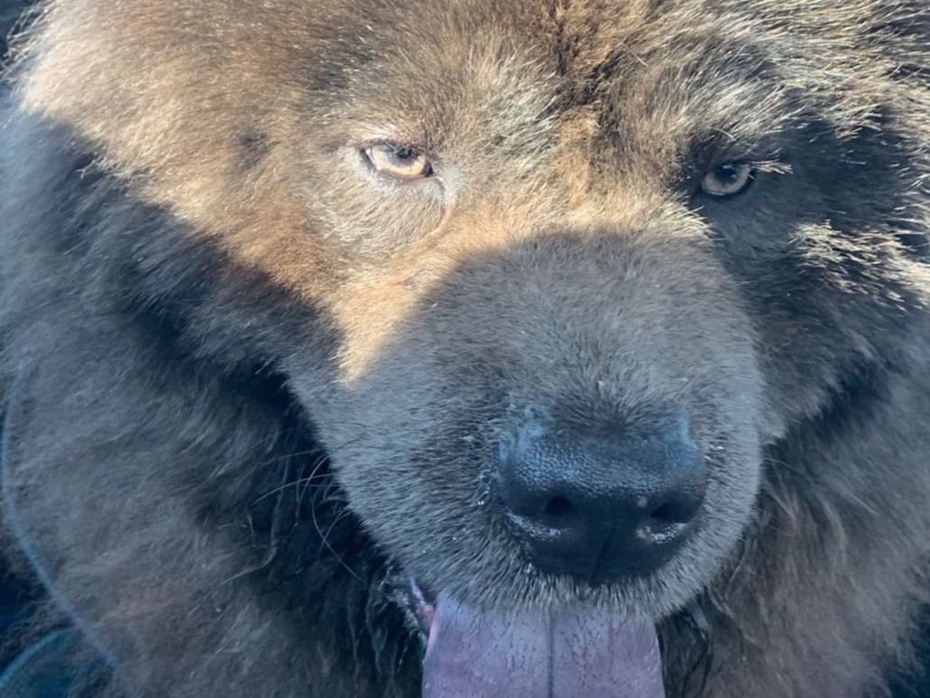 Chow Chow 6 years old male large named Cyrus for breeding in Lawrence, Michigan | Petmeetly