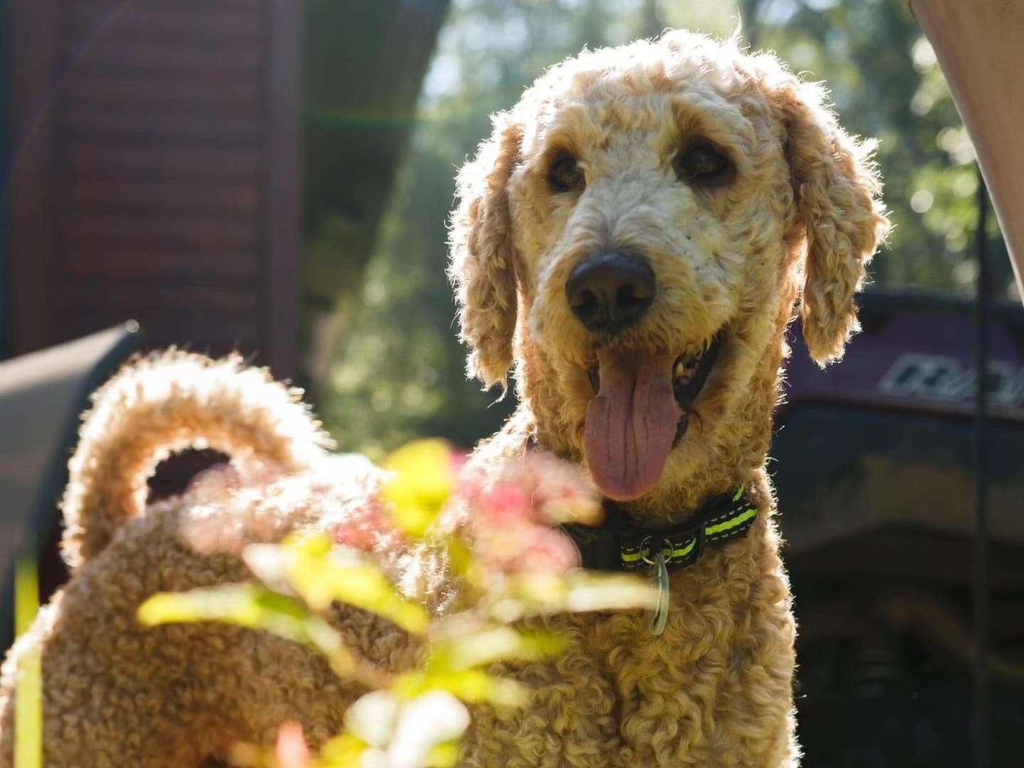 Standard Poodle 4 years 9 months old male medium named Esiban for breeding in Bemidji, Minnesota | Petmeetly