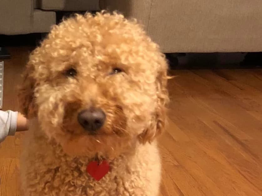 Golden Retriever 6 years 5 months old female medium named coco for breeding in Stanwood, Washington | Petmeetly