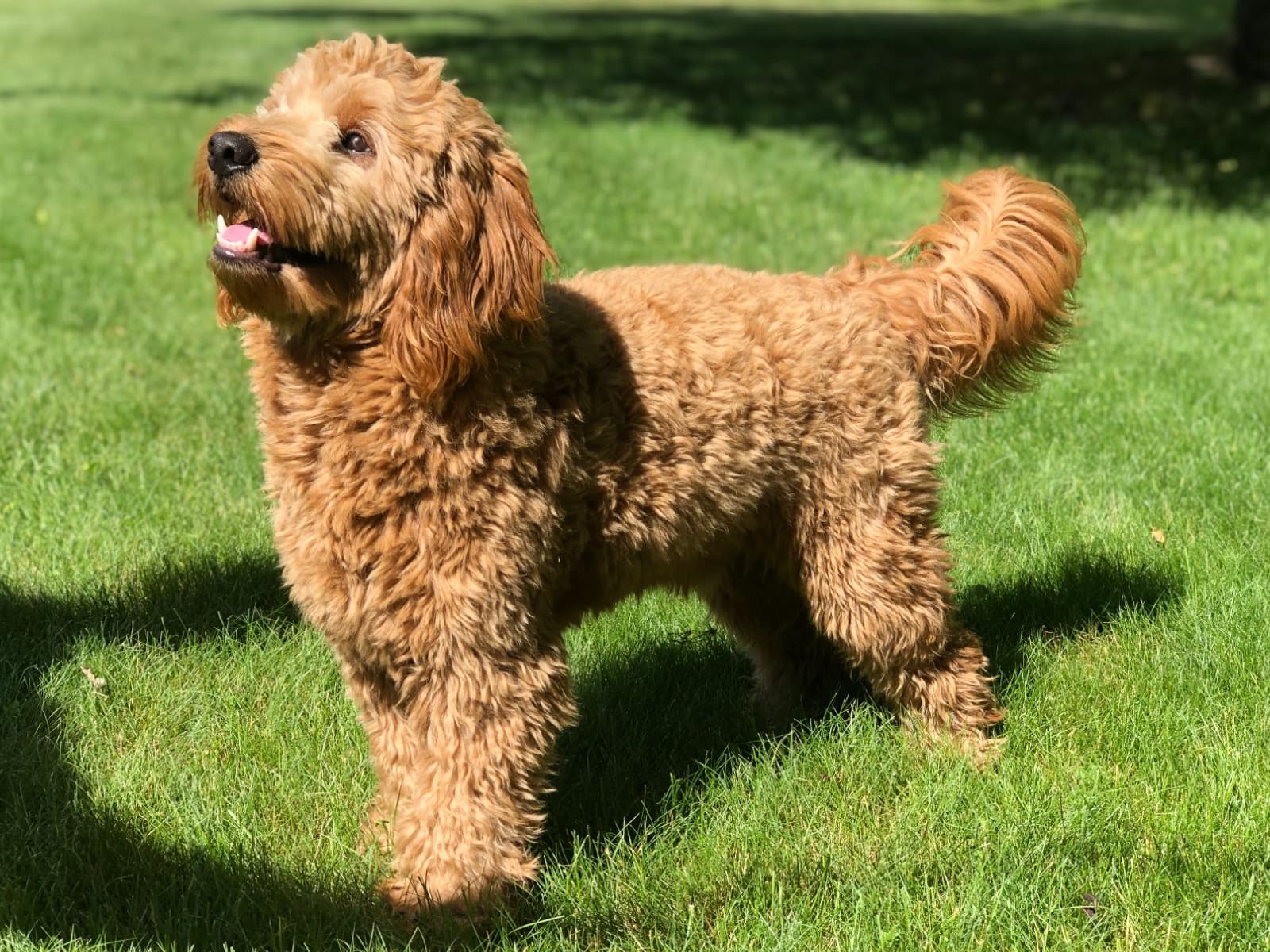 Goldendoodle 6 years 7 months old male medium named Leo for breeding in Rochester, New York | Petmeetly