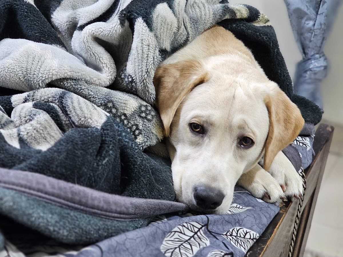 English Labrador Retriever 2 years 2 months old male medium named stubss for breeding in Ghaziabad, Uttar Pradesh | Petmeetly