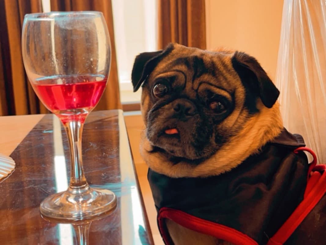 Pug 8 years old male medium named casper for breeding in Lucknow, Uttar Pradesh | Petmeetly