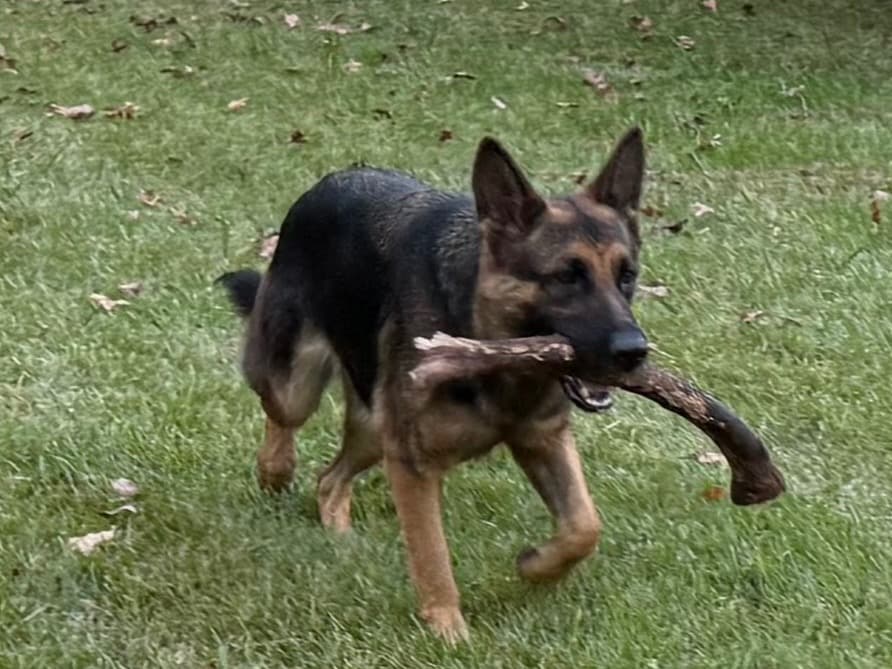 German Shepherd 2 years old female large named Aurora for breeding in Hokes Bluff, Alabama | Petmeetly