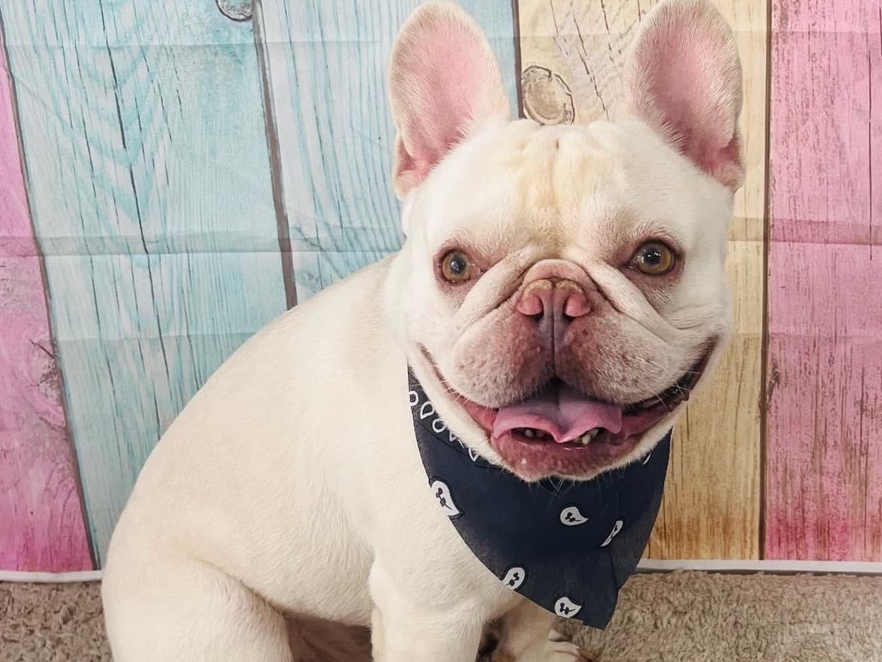 French Bulldog 6 years old male small named bruno for breeding in Chelmsford, England | Petmeetly