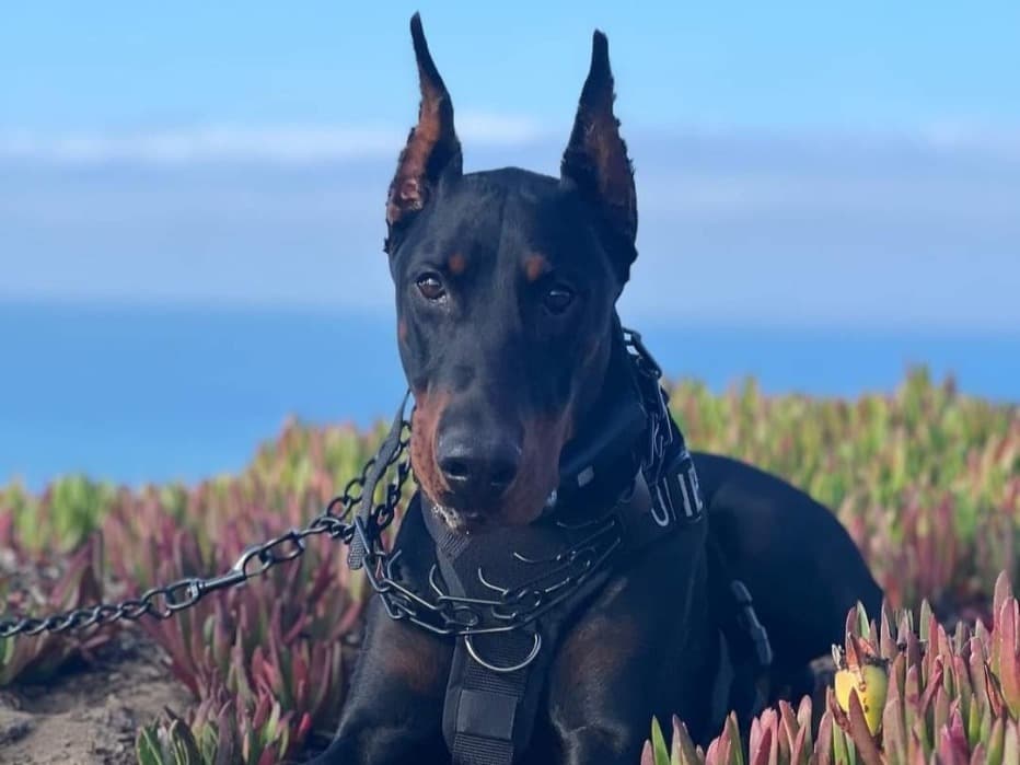 Doberman 3 years old male extra large named Toretto for breeding in Palo Alto, California | Petmeetly