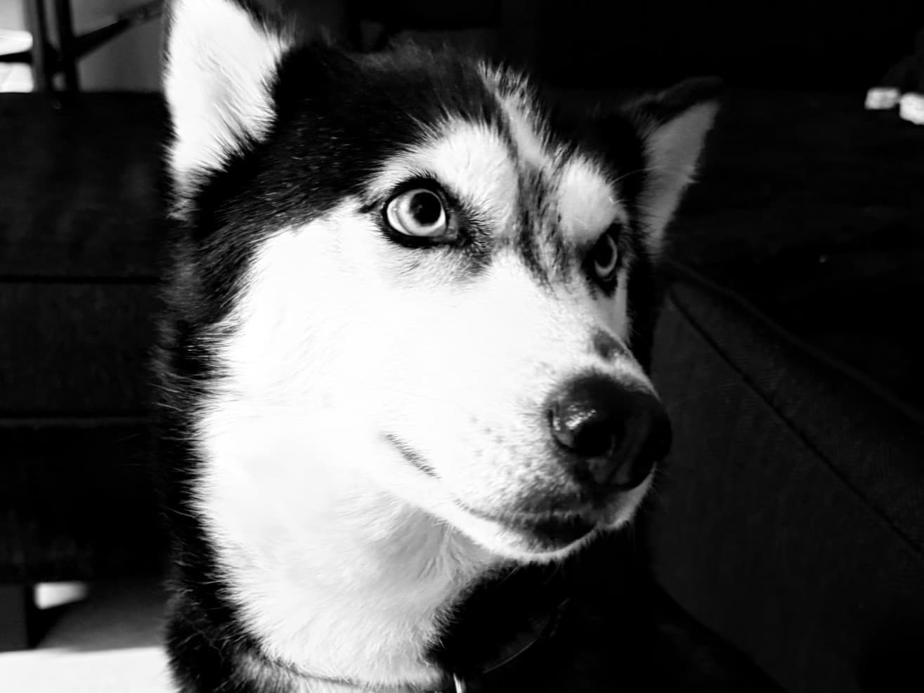 Siberian Husky 7 years 2 months old female medium named Sky for breeding in Altamonte Springs, Florida | Petmeetly