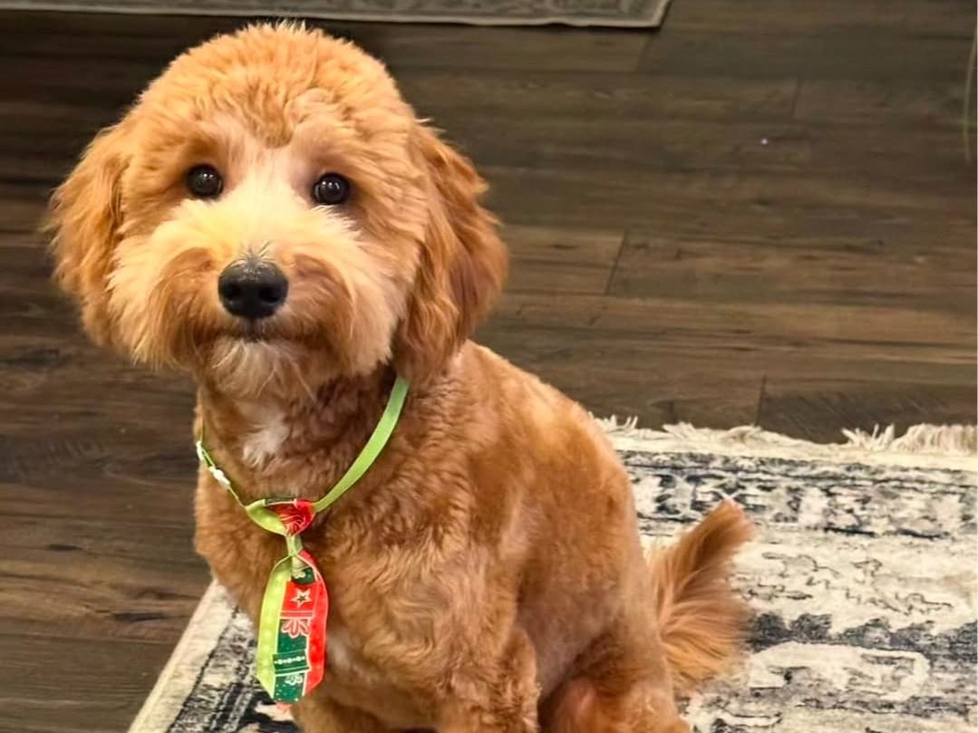 Miniature Poodle 3 years old male small named Yoshi for breeding in Mesa, Arizona | Petmeetly