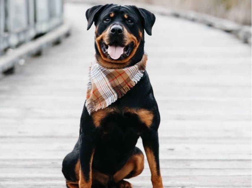 Rottweiler 6 years 5 months old male large named Rocky for breeding in Columbus, Ohio | Petmeetly