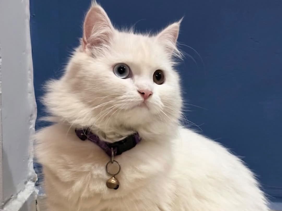 Persian 12 years old female named Jivu for breeding in New Delhi, Delhi | Petmeetly