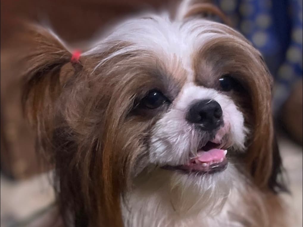 Shih Tzu 2 years 6 months old male medium named Joe for breeding in Chennai, Tamil Nadu | Petmeetly