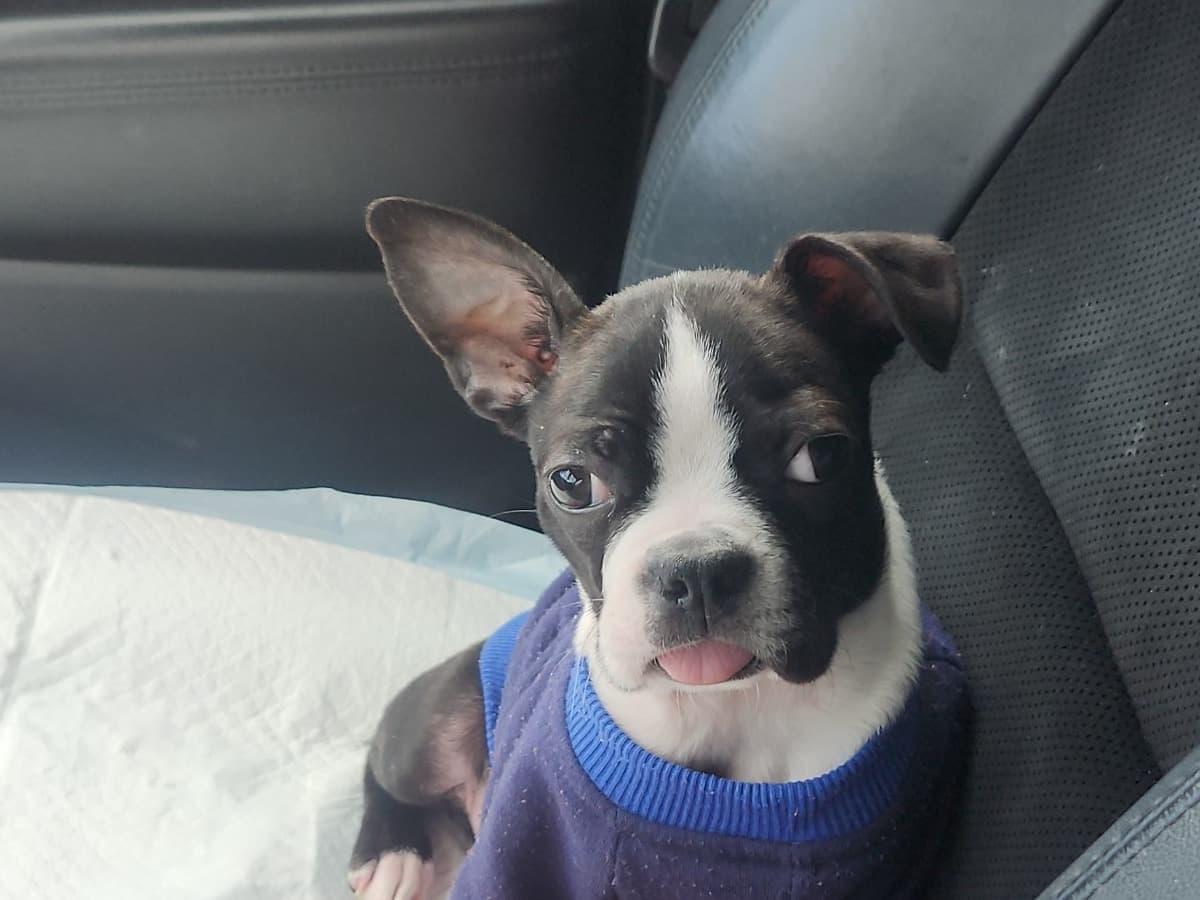 Boston Terrier 1 year 4 months old female small named oreo for breeding in Niagara Falls, New York | Petmeetly