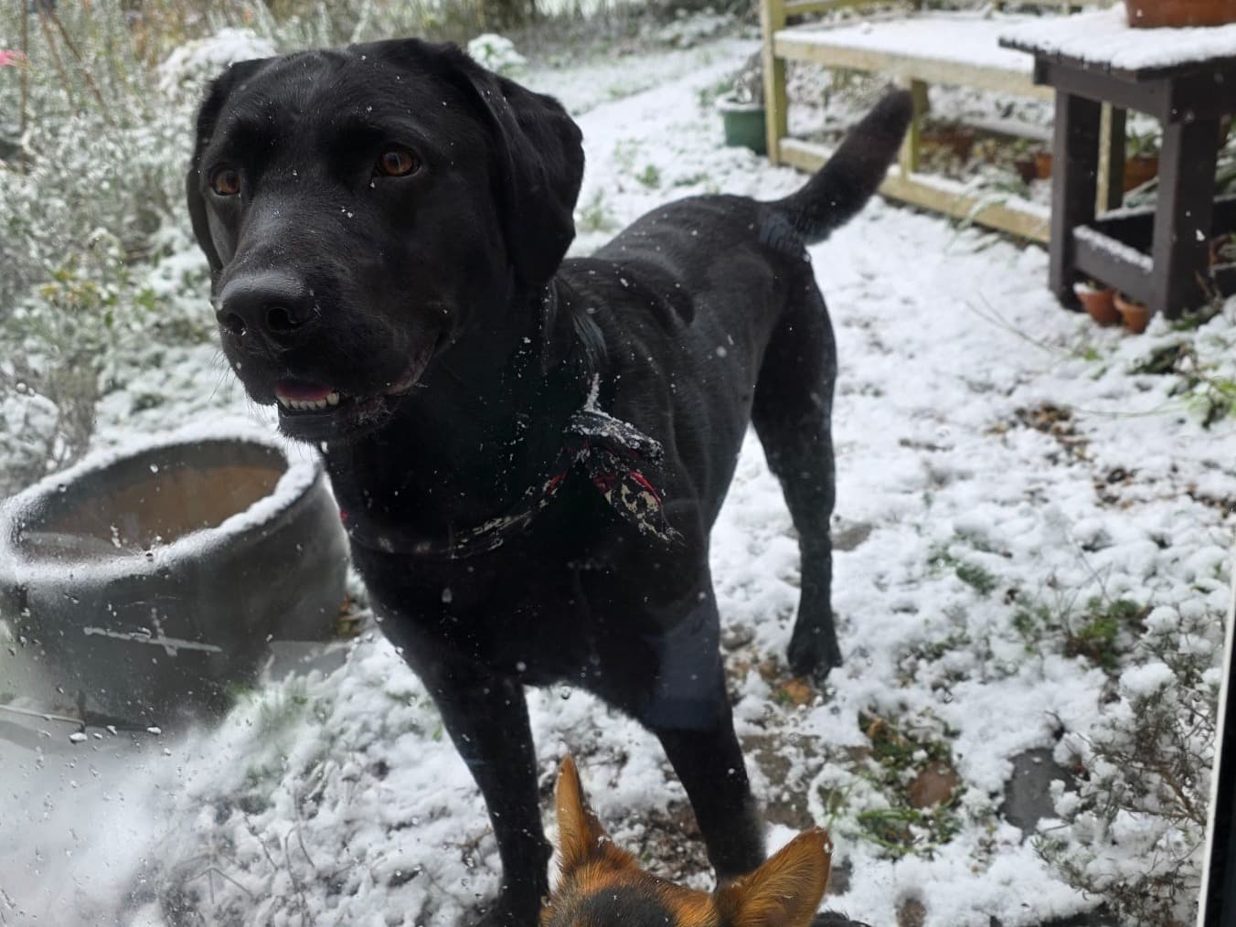 Labrador Retriever 3 years 10 months old male large named Sidney for breeding in Leiston, England | Petmeetly