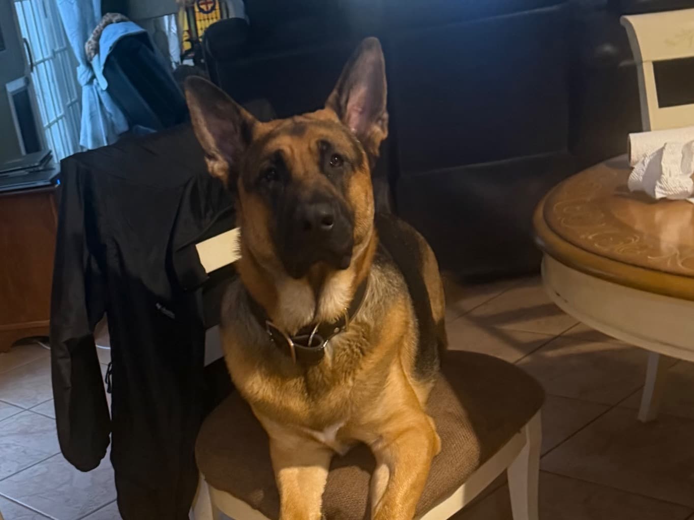 German Shepherd 2 years old male extra large named Winston for breeding in New York, New York | Petmeetly