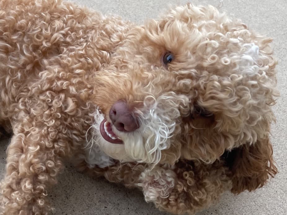 Miniature Poodle 1 year 9 months old male small named RIP for breeding in Weatherford, Texas | Petmeetly