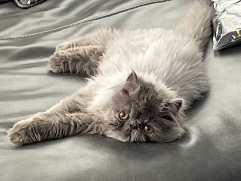 Persian 1 year old female named cruella for breeding in Moreno Valley, California | Petmeetly