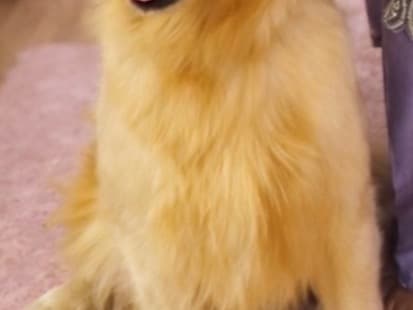 Golden Retriever 2 years 5 months old female large named Daisy for breeding in Hyderabad, Telangana | Petmeetly