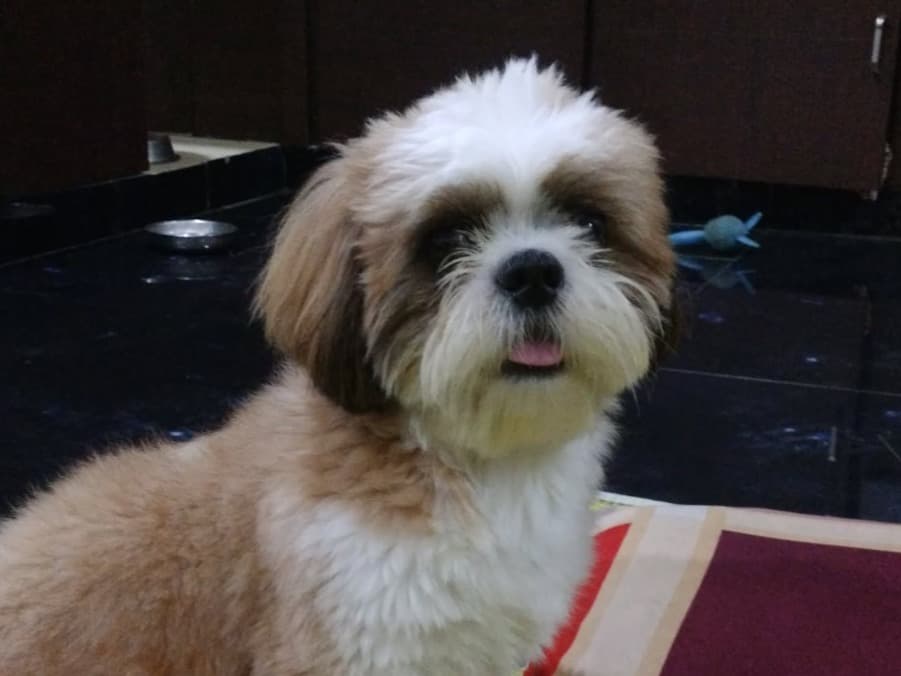 Shih Tzu 2 years old male medium named leo for breeding in Mysuru, Karnataka | Petmeetly