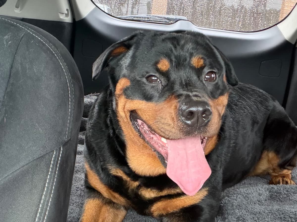 Rottweiler 2 years 1 month old female large named freya for breeding in Pensacola, Florida | Petmeetly