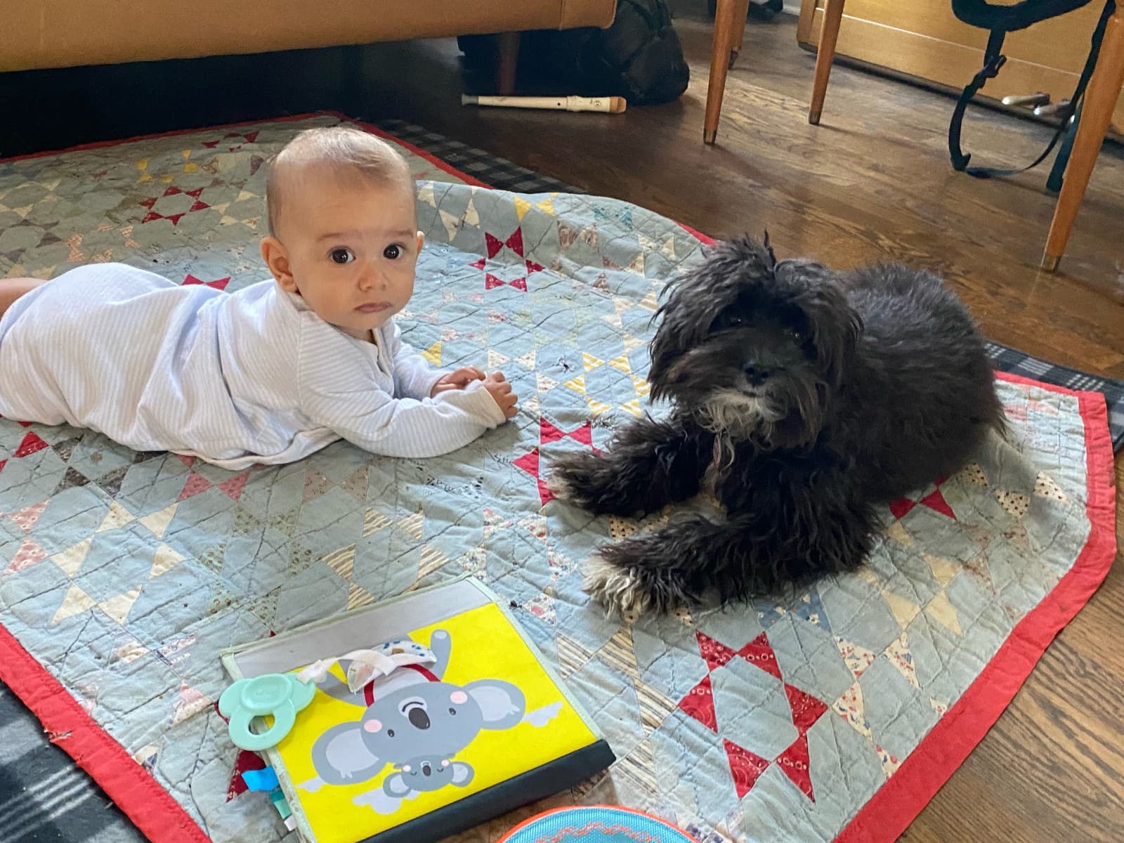 Miniature Australian Shepherd 5 years old female small named saki for breeding in Nashville, Tennessee | Petmeetly