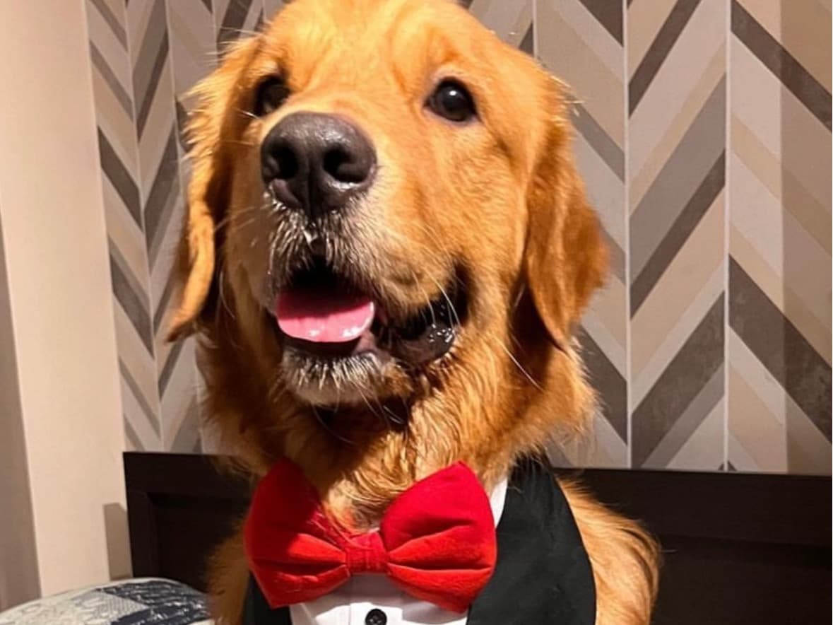Golden Retriever 4 years 2 months old male large named Donut for breeding in Kolkata, West Bengal | Petmeetly