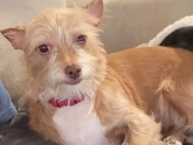 Chiweenie 5 years old female medium named lilah for breeding in Wilmington, Massachusetts | Petmeetly