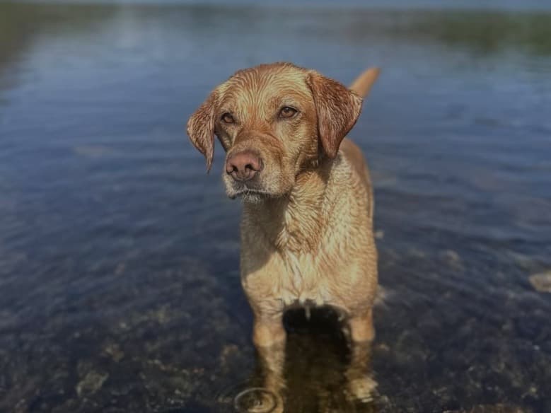 Fox Red Labrador 4 years 9 months old female medium named Skye for breeding in Caernarfon, Wales | Petmeetly