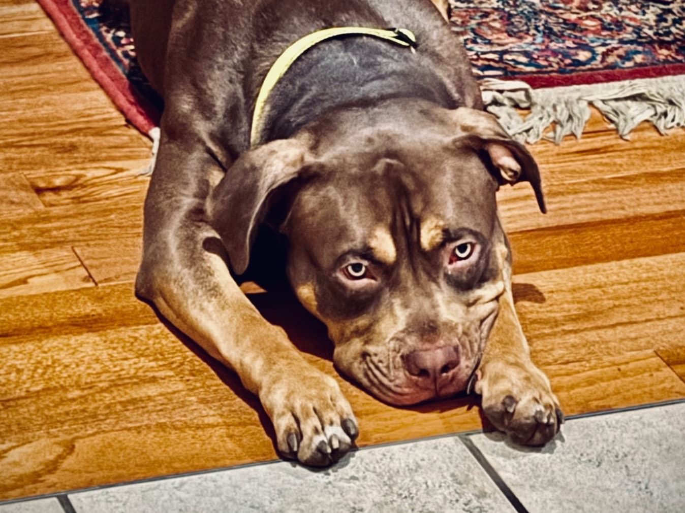 American Bully 1 year old female extra large named Java for breeding in Bolivar, Missouri | Petmeetly