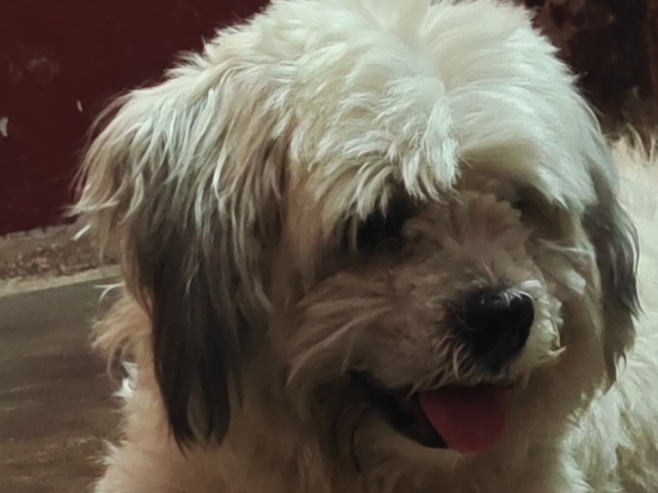 Lhasa Apso 2 years 6 months old female medium named Maggie for breeding in Jaipur, Rajasthan | Petmeetly