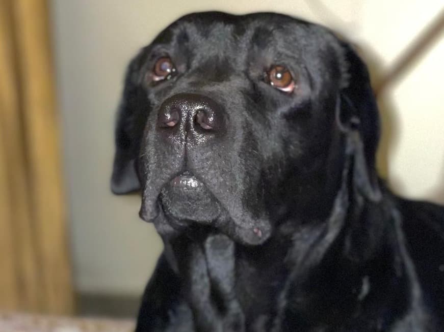 English Labrador Retriever 4 years old male large named bruno for breeding in New Delhi, Delhi | Petmeetly