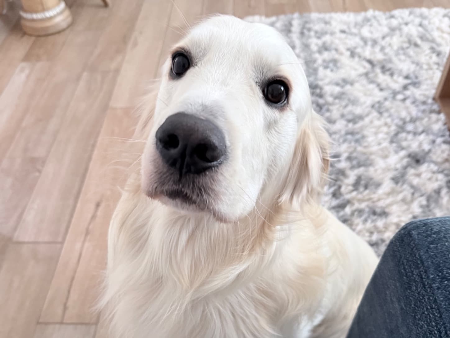 Golden Retriever 2 years 7 months old male large named River for breeding in Lompoc, California | Petmeetly