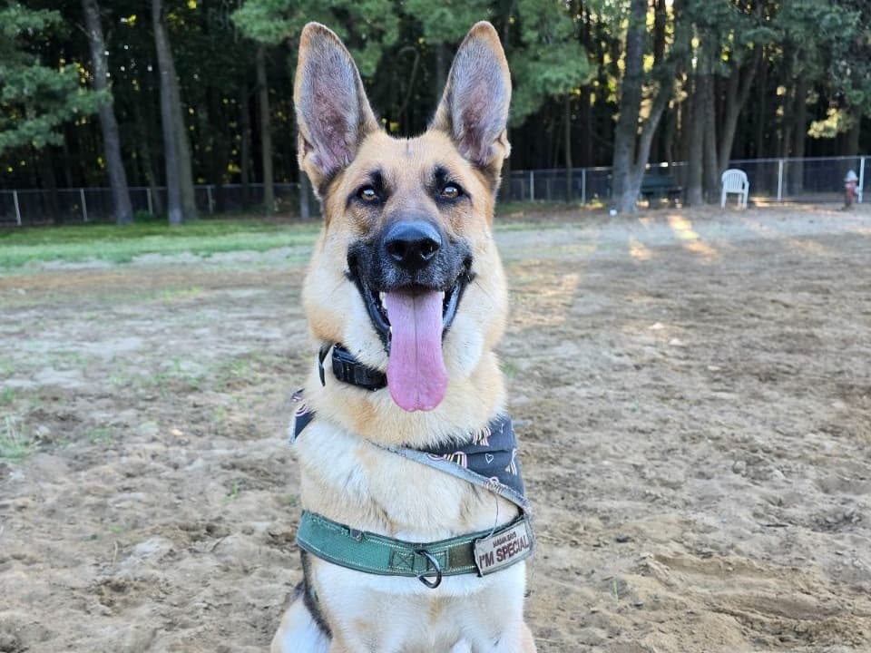 Shelby - German Shepherd | Petmeetly