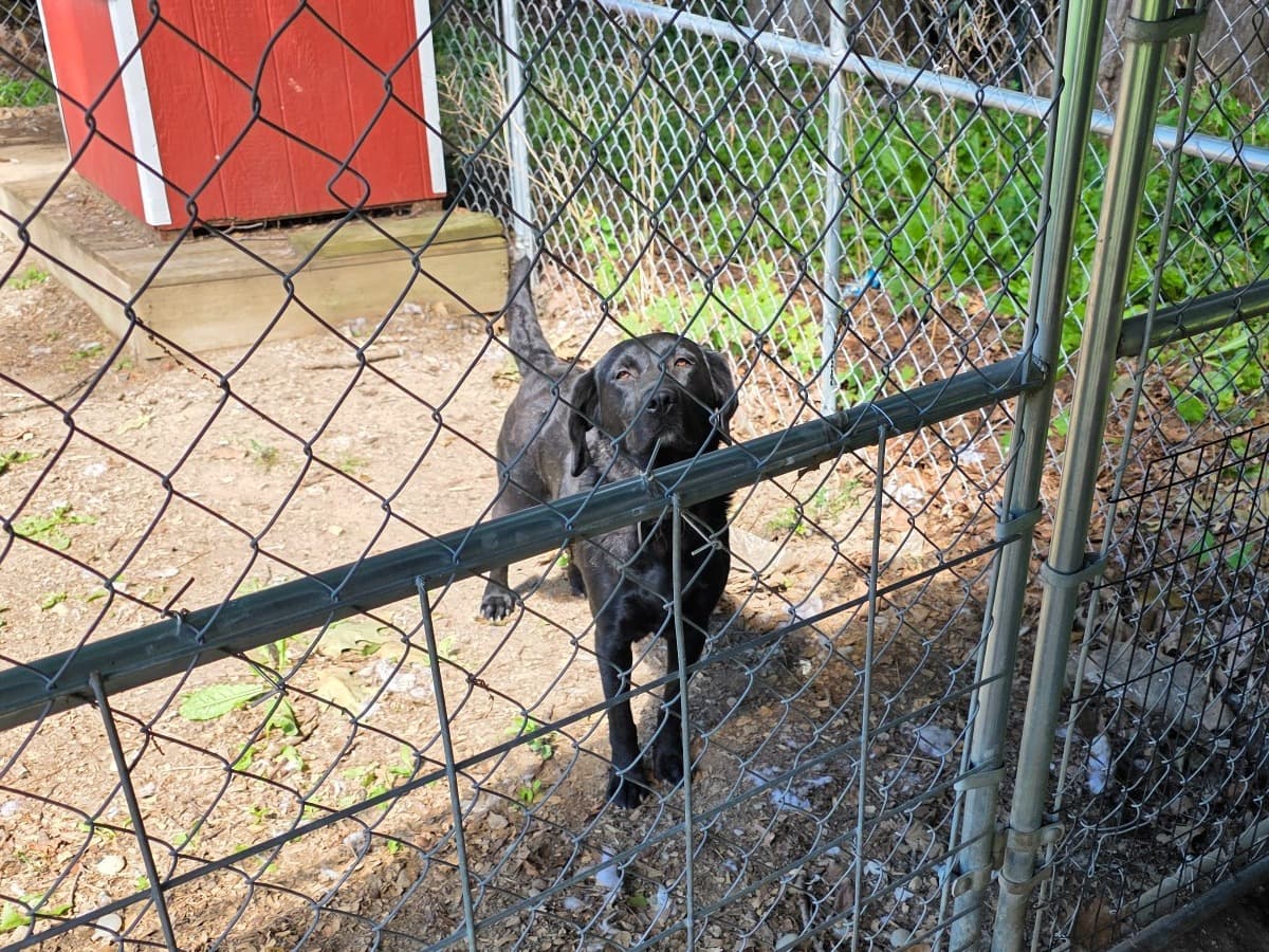 Hazel - Labrador Retriever | Petmeetly