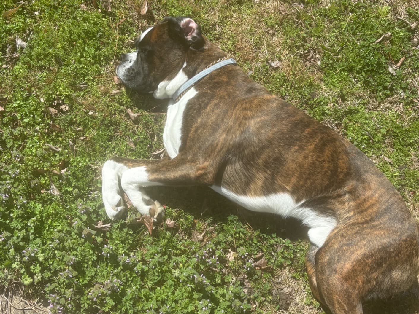 nipsey - Boxer | Petmeetly